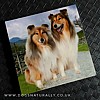 Rough Collie Magnetic Note Pad Square